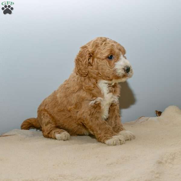 Roxie, Mini Labradoodle Puppy